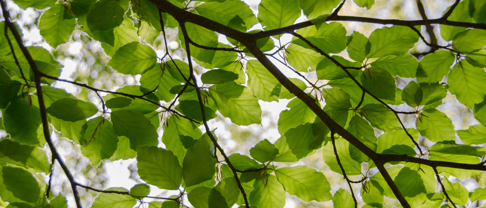 SOCIETE D'ELAGAGE D'ARBRES A ROBINSON 92350